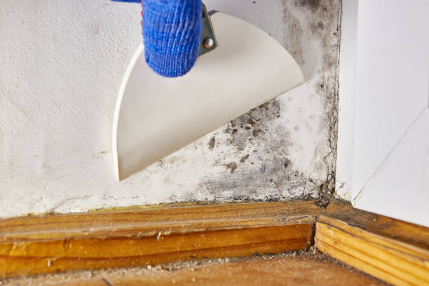 Best Residential Mold Inspection & Testing  in Ladysmith, WI