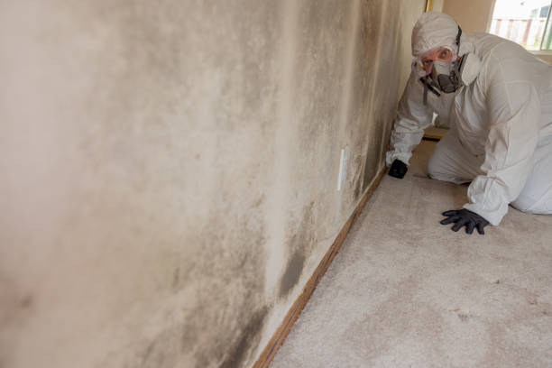 Best Forensic Mold Investigation  in Ladysmith, WI